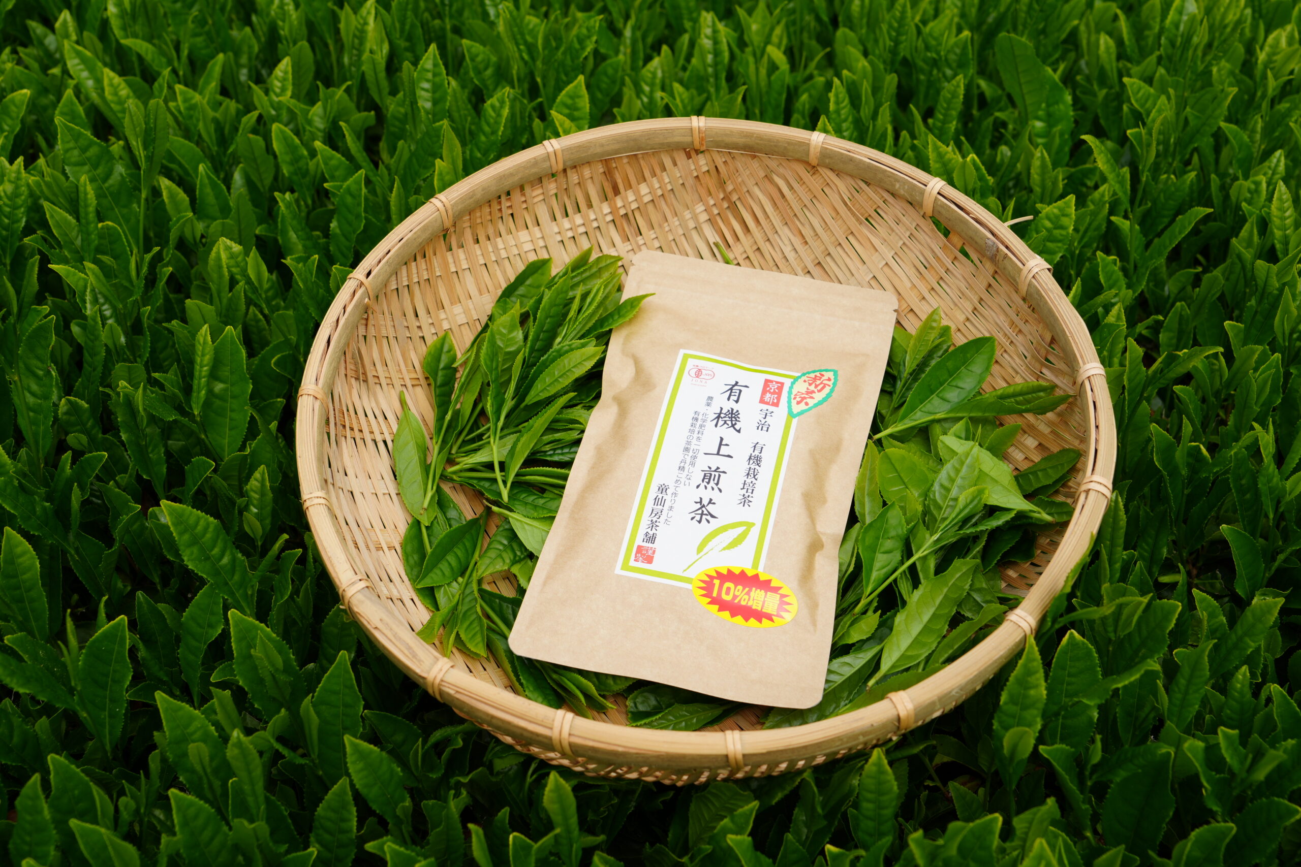 【メーカーにエール！】童仙房茶舗様　新茶お茶摘み取材レポート