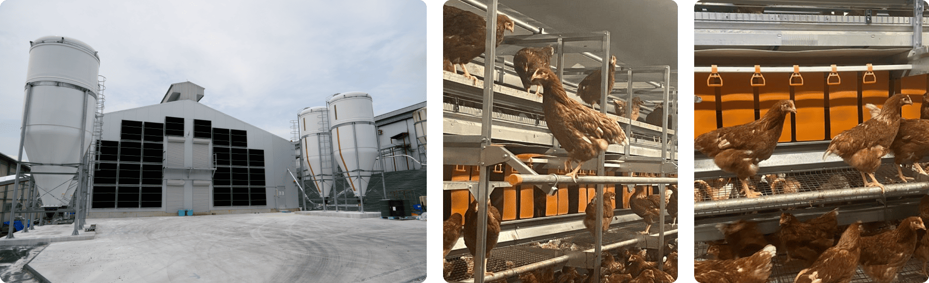 ニワトリたちにやさしい（アニマルウェルフェア）