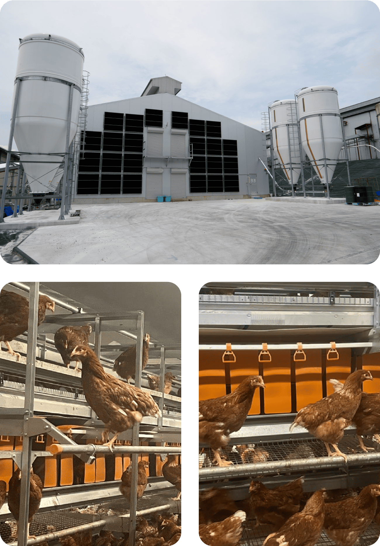 ニワトリたちにやさしい（アニマルウェルフェア）