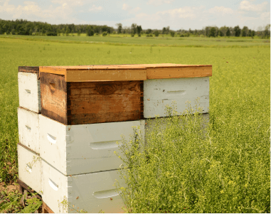 養蜂場は田舎の大きな花畑に設置されています