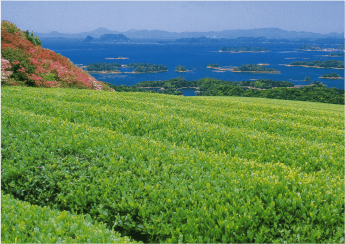 北村製茶の茶畑開拓と有機栽培