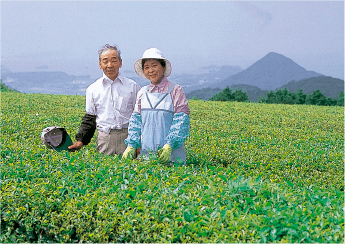苦労した茶葉の有機栽培