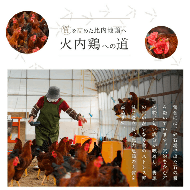質を高めた比内地鶏へ　火内鶏への道
