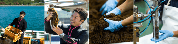 もずく収穫と包装