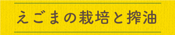 えごまの栽培と搾油