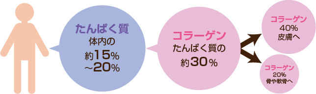 からだを構成するたんぱく質の質量とコラーゲン