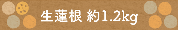 生蓮根 約1.2kg