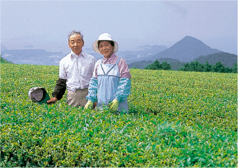 苦労した茶葉の有機栽培