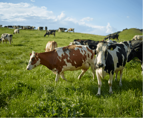 放牧型グラスフェッド