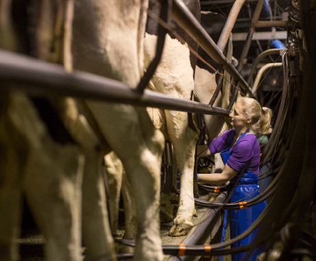 ミルクが溜まって身体が重くなると自ら搾乳場所に移動