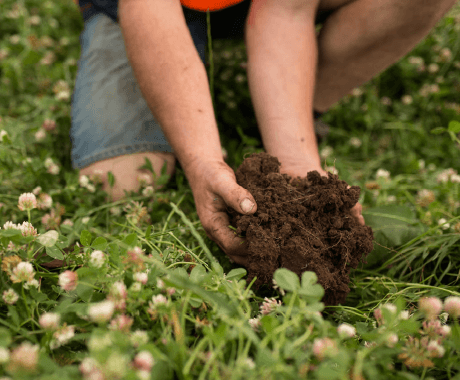 牛たちが牧場を動き回る事で土壌は柔らかくなり、牛糞は土壌の肥料となります。